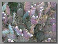 picture-0035.jpg
